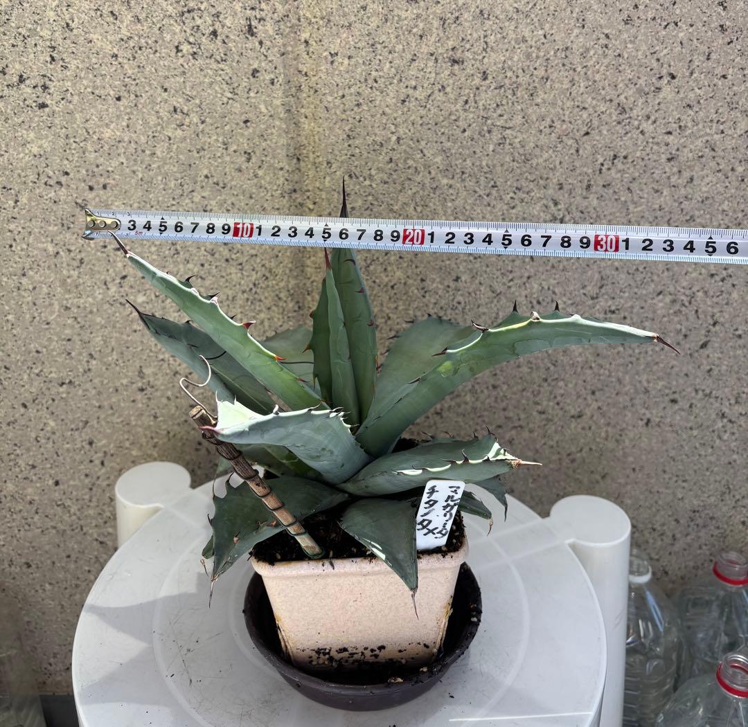 レア‼️ アガベ チタノタ × マルガリータ