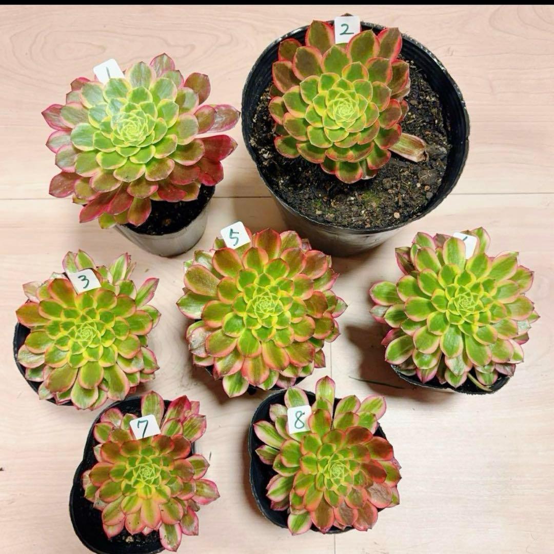 多肉植物❤️アエオニウム錦❤️朝霞錦*NIKA❤️1大頭10-13cm 拔き苗