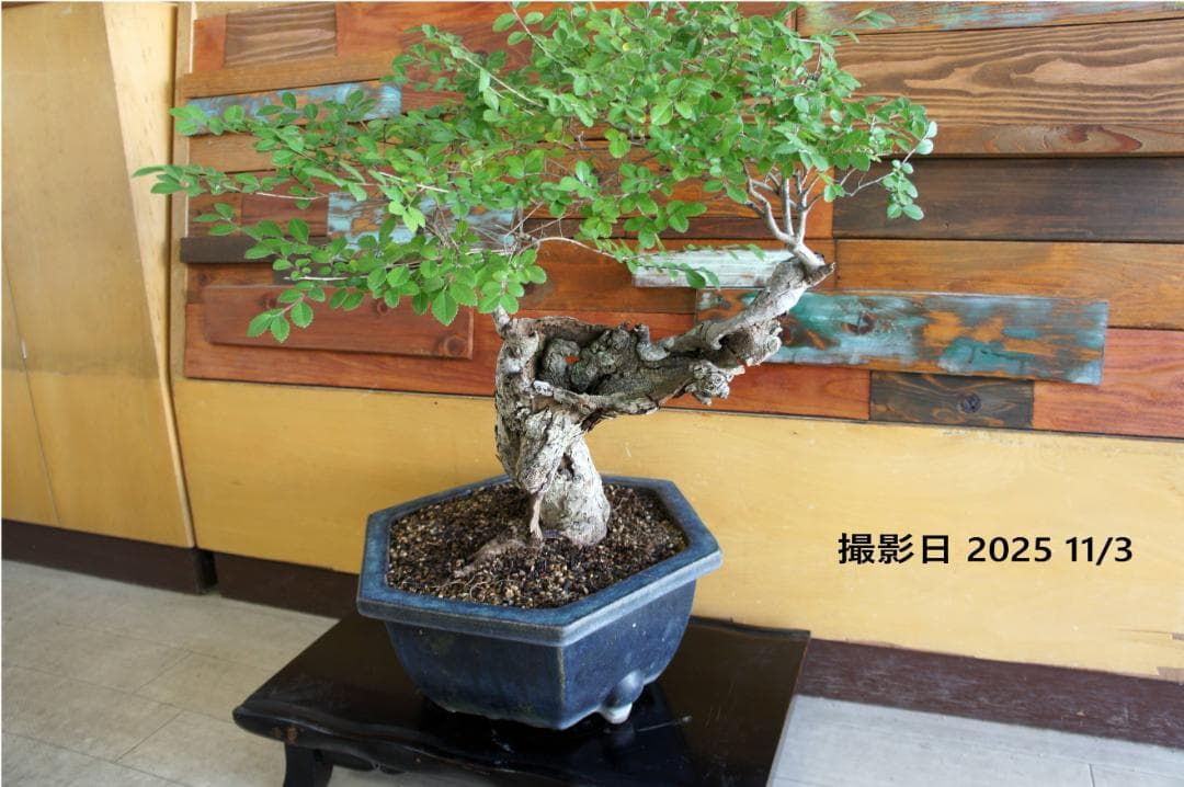 盆栽 『ブナ』 紅葉 インテリア 観葉植物 ガーデニング 送料無料 b192