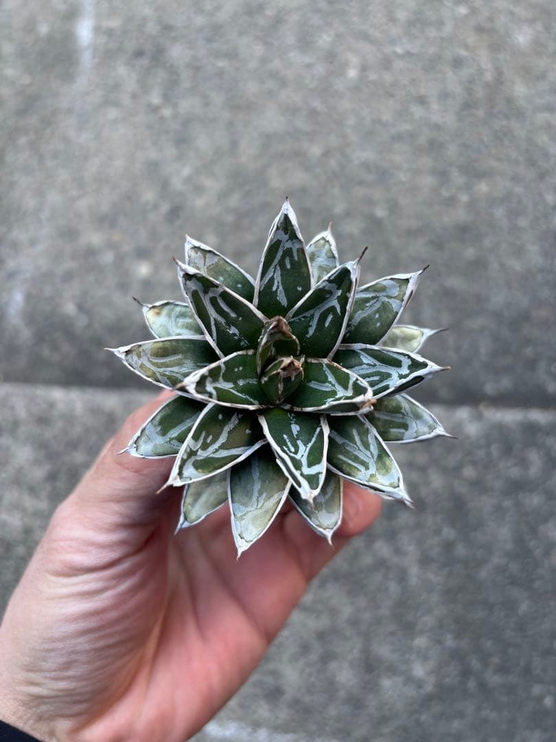 アガベ　姫笹の雪　白外斑入　極上株