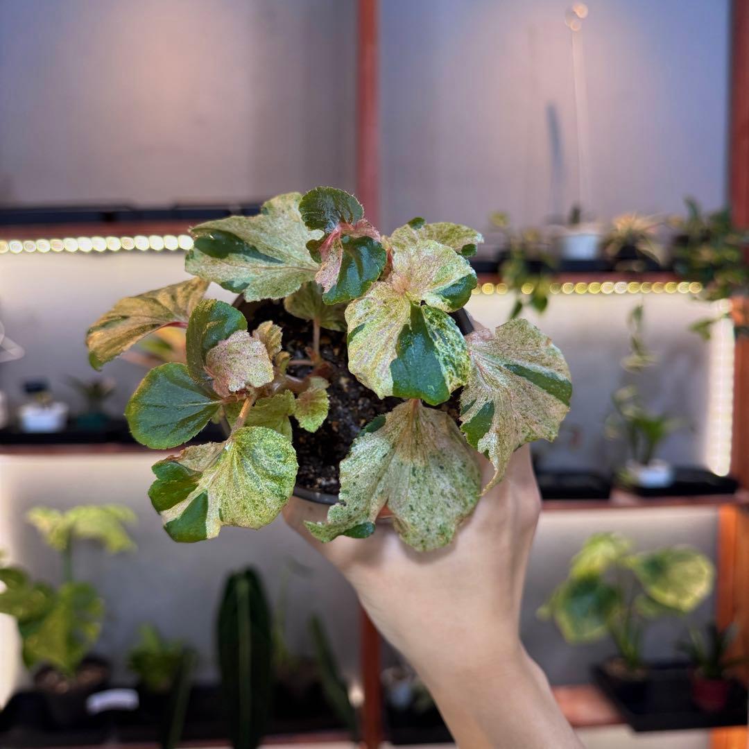 w*可様 19 S&P ベゴニア　ピンク斑入り　No ID ‘ピンクシュガー’