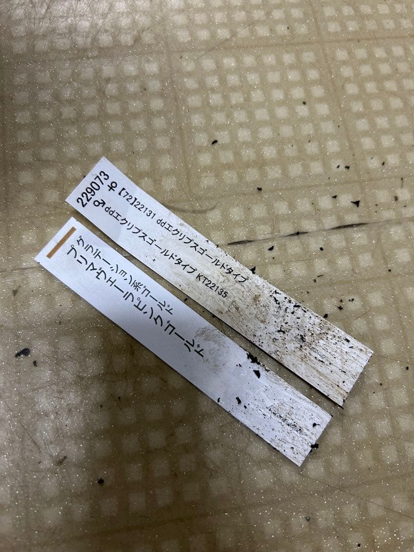 プリマヴェーラゴールド クリスマスローズ 同梱可能