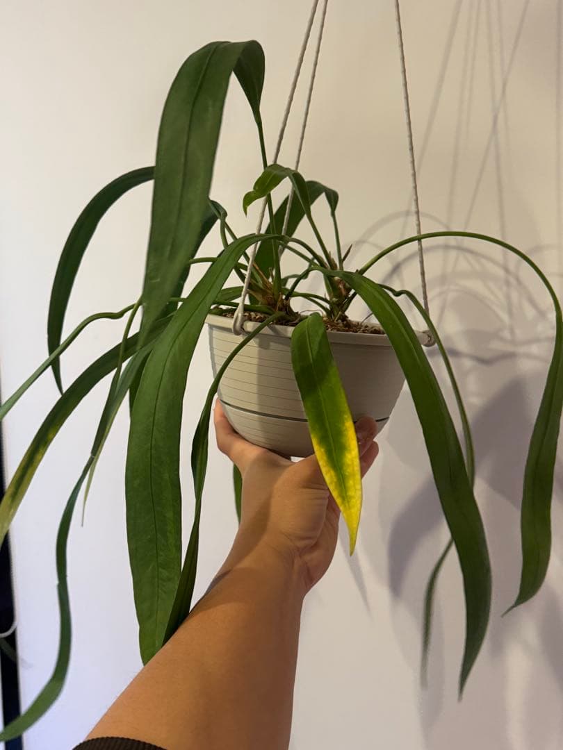 アンスリウム　ビッタリフォリウム②