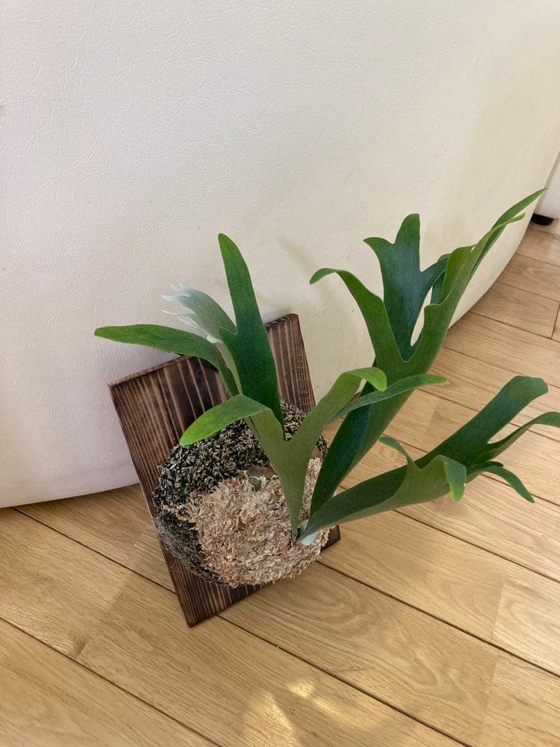 ビカクシダ P.Bif Popcorn #01