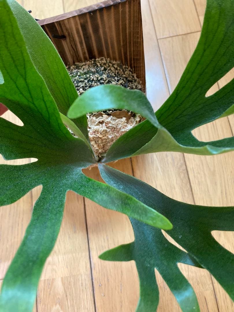 ビカクシダ P.Bif Popcorn #01