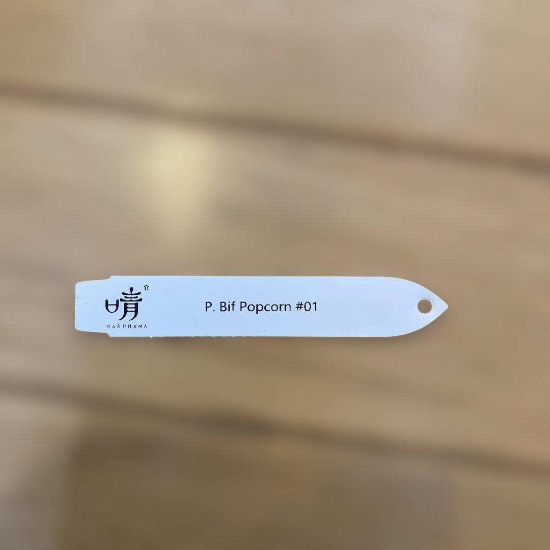 ビカクシダ P.Bif Popcorn #01