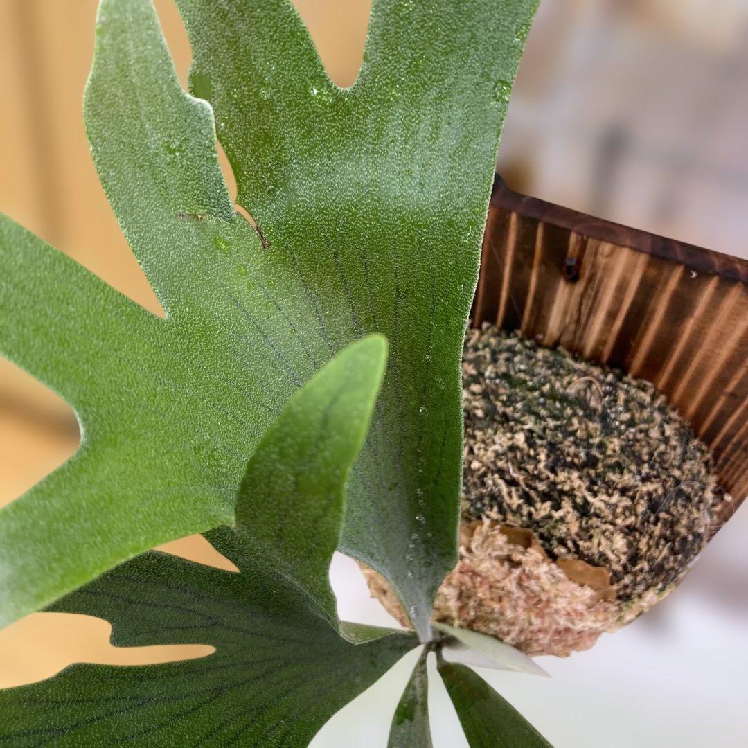 ビカクシダ P.Bif Popcorn #01