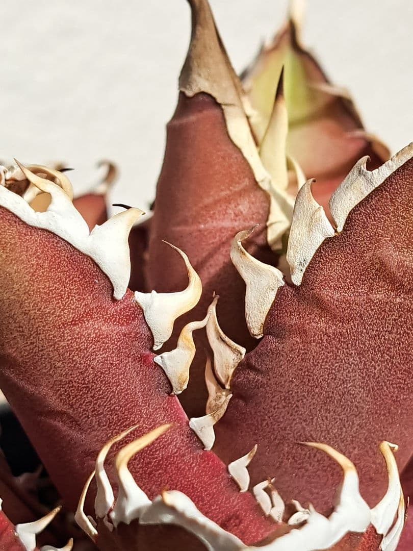 多肉植物 アガベ・チタノタ \"Red Catweazle\"