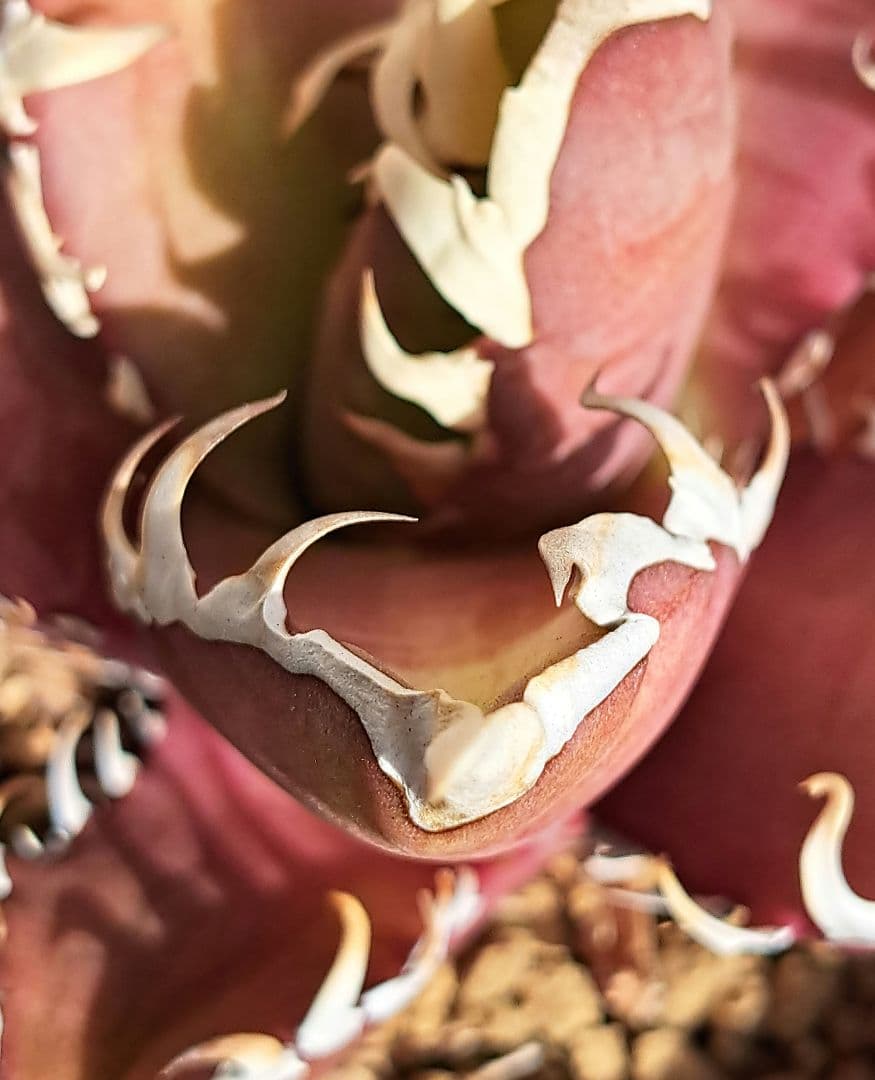 多肉植物 アガベ・チタノタ \"Red Catweazle\"