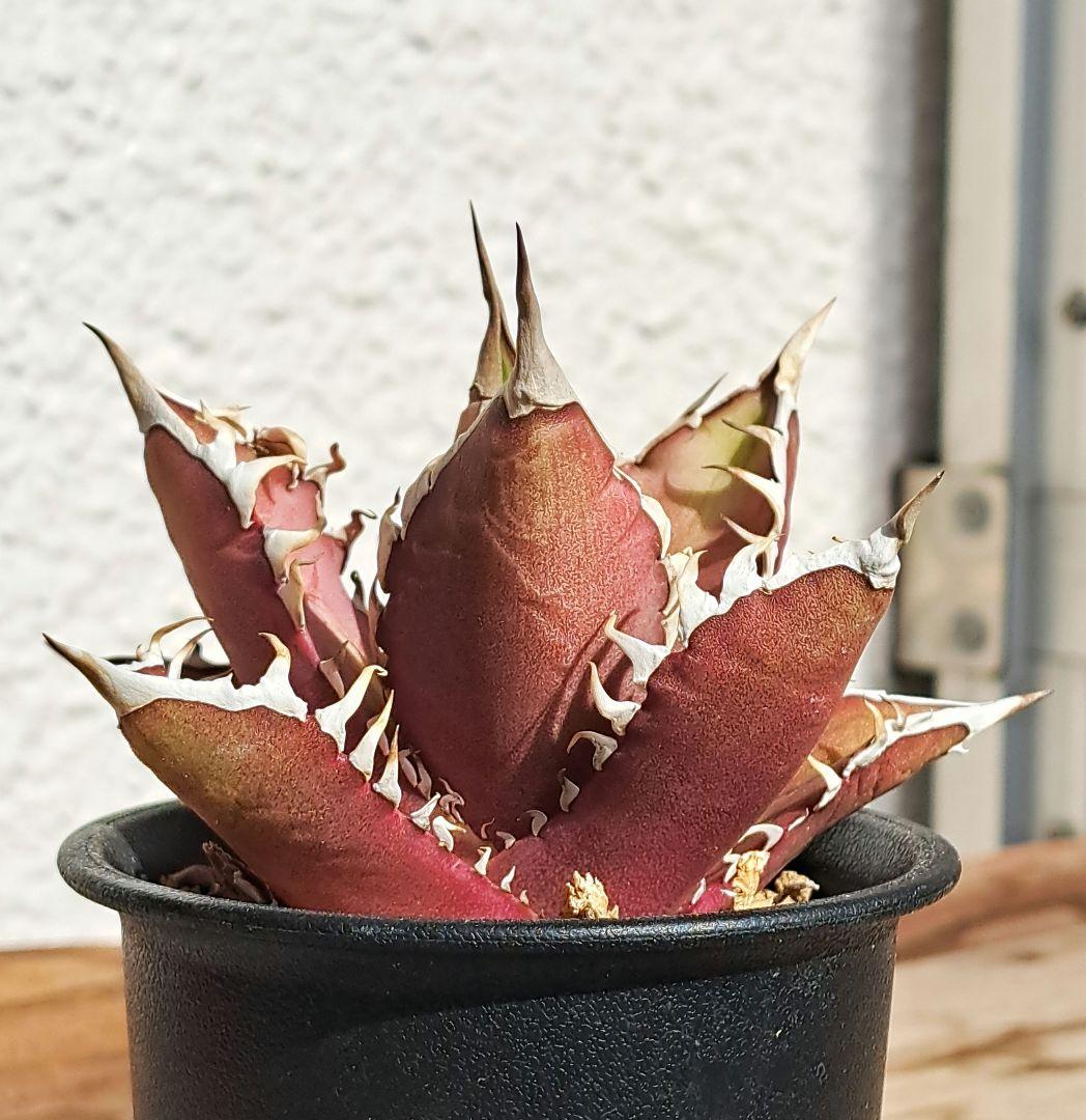 多肉植物 アガベ・チタノタ \"Red Catweazle\"