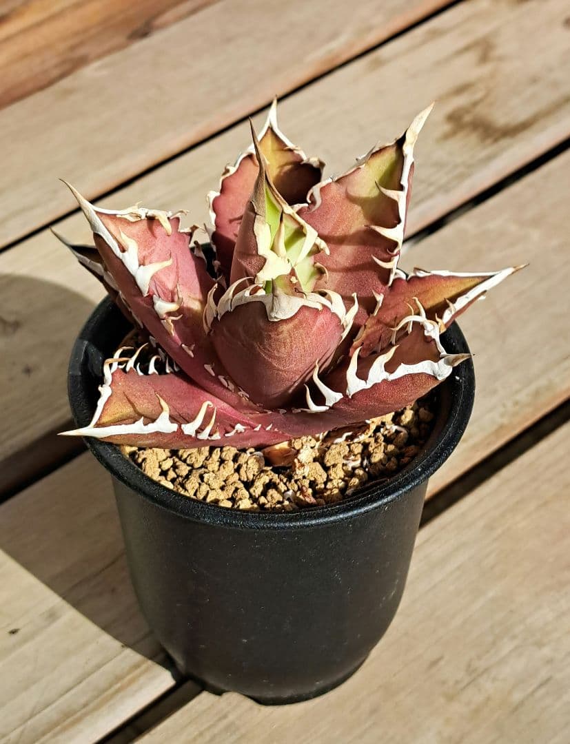 多肉植物 アガベ・チタノタ \"Red Catweazle\"