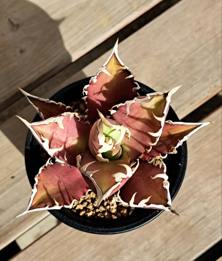 多肉植物 アガベ・チタノタ \"Red Catweazle\"