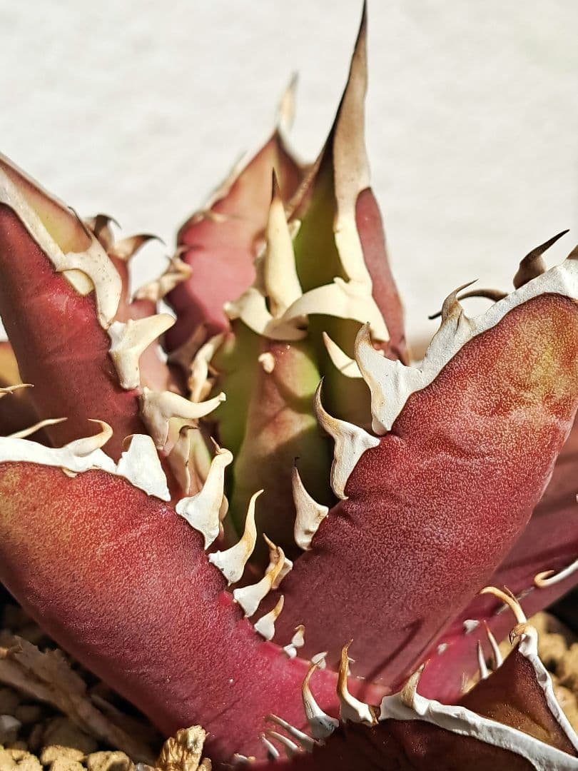 多肉植物 アガベ・チタノタ \"Red Catweazle\"