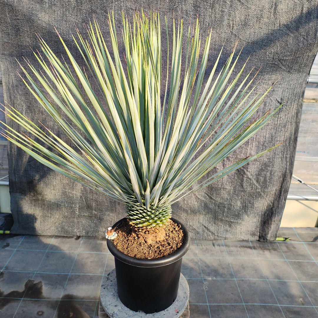 ユッカ ロストラータ Hybrid