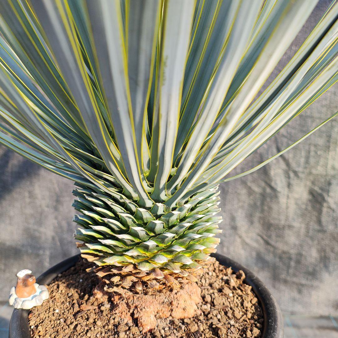 ユッカ ロストラータ Hybrid