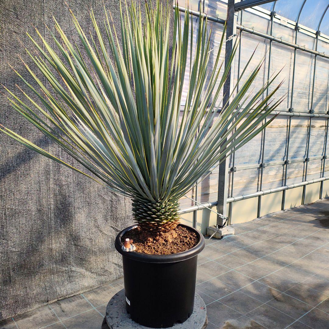 ユッカ ロストラータ Hybrid