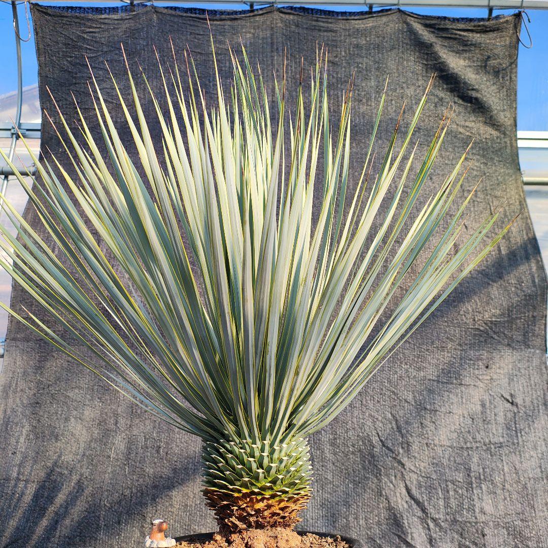 ユッカ ロストラータ Hybrid