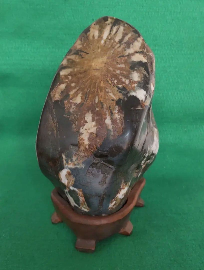 菊花石　化石　石　置物