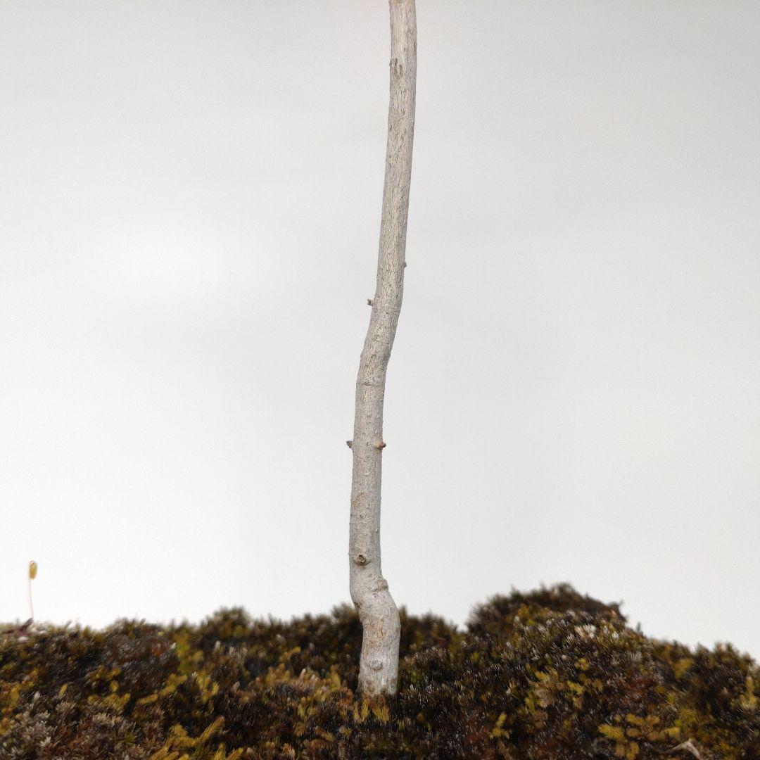 寒樹ヤマコウバシ盆栽 SS013