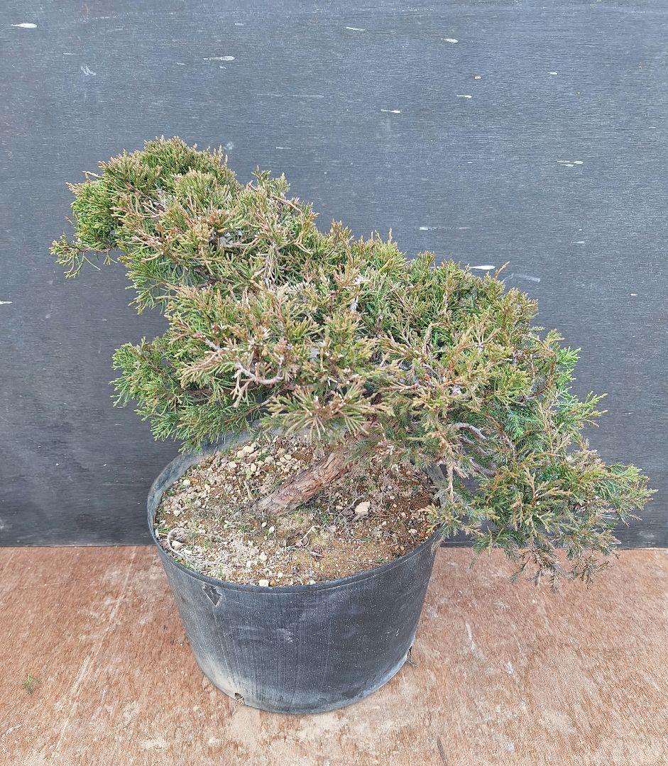 糸魚川真柏　(盆栽素材)