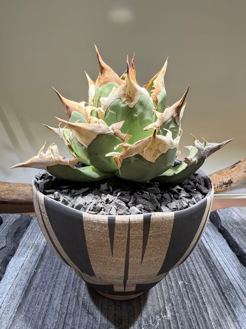 アガベ オアハカオテロイ 現地球 作家鉢