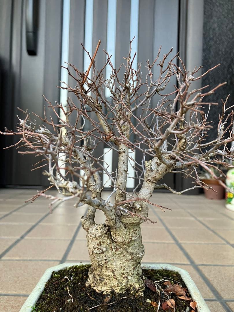 snkr　小品盆栽　欅ケヤキ　と津山檜(写真2)のセット