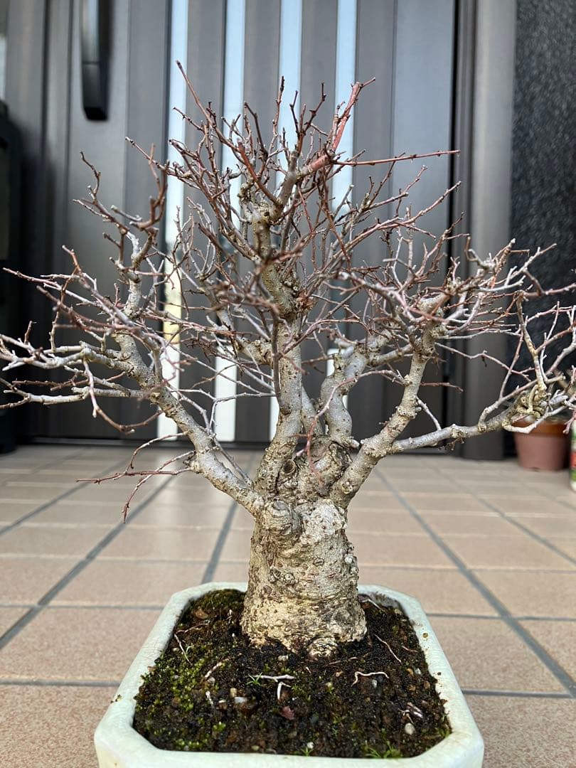 snkr　小品盆栽　欅ケヤキ　と津山檜(写真2)のセット