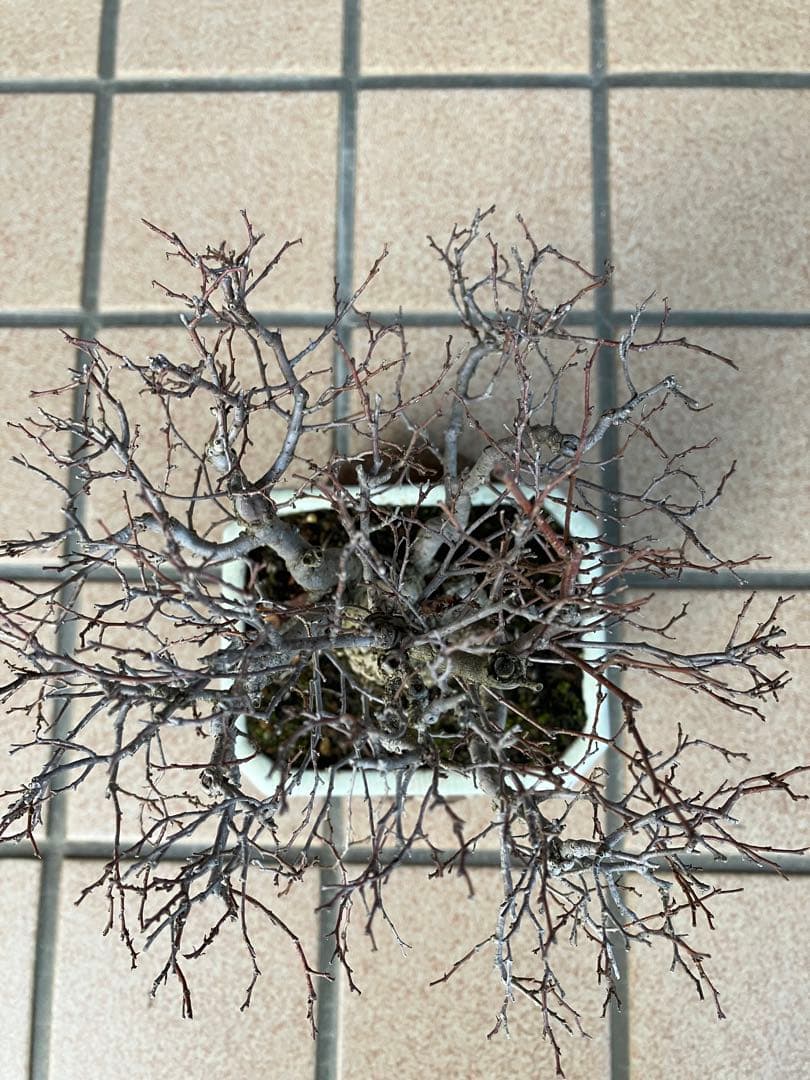 snkr　小品盆栽　欅ケヤキ　と津山檜(写真2)のセット