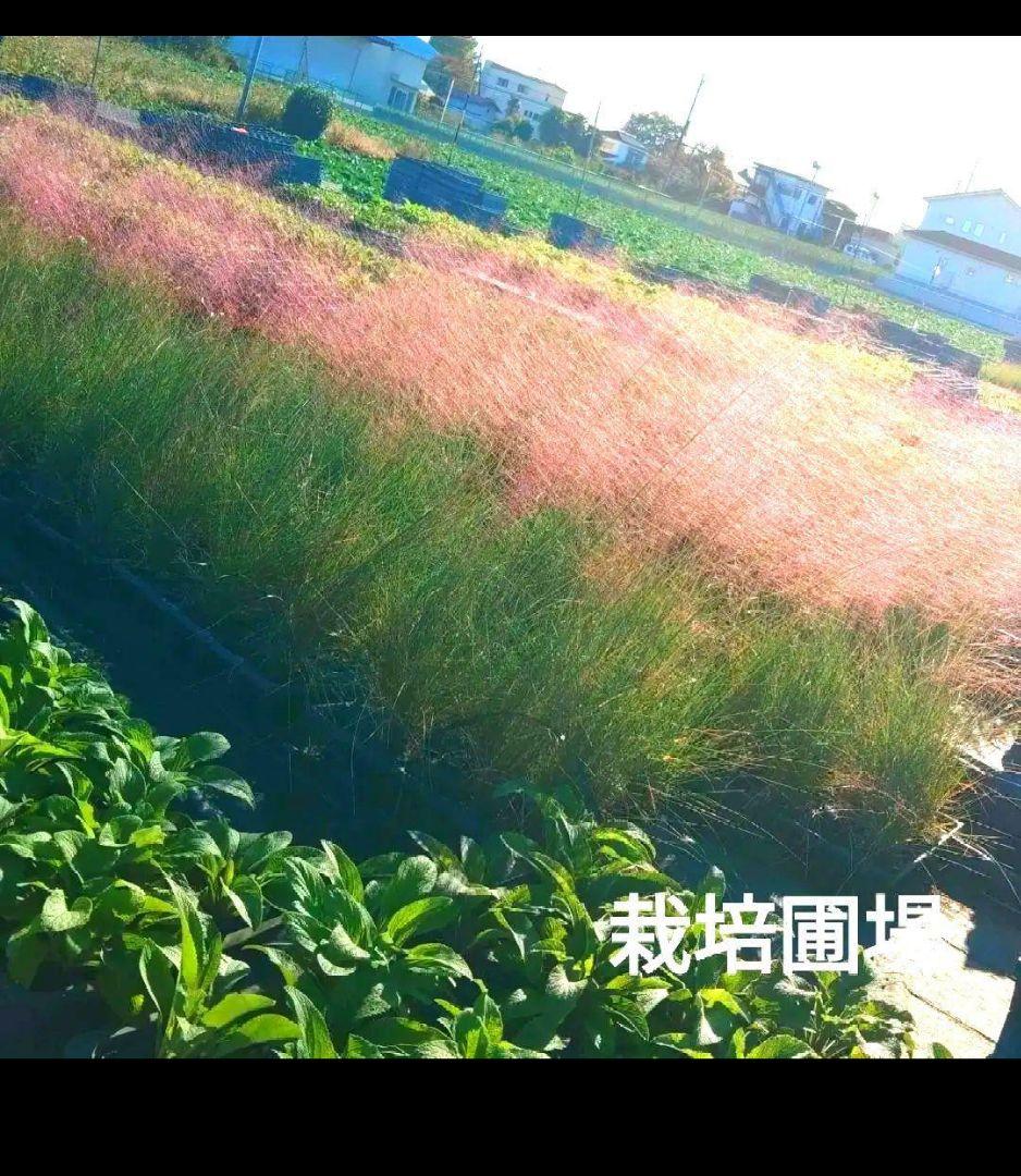 ミューレンベルギア カピラリス 25苗セット　宿根草　グラス苗　ガーデン　バラ苗