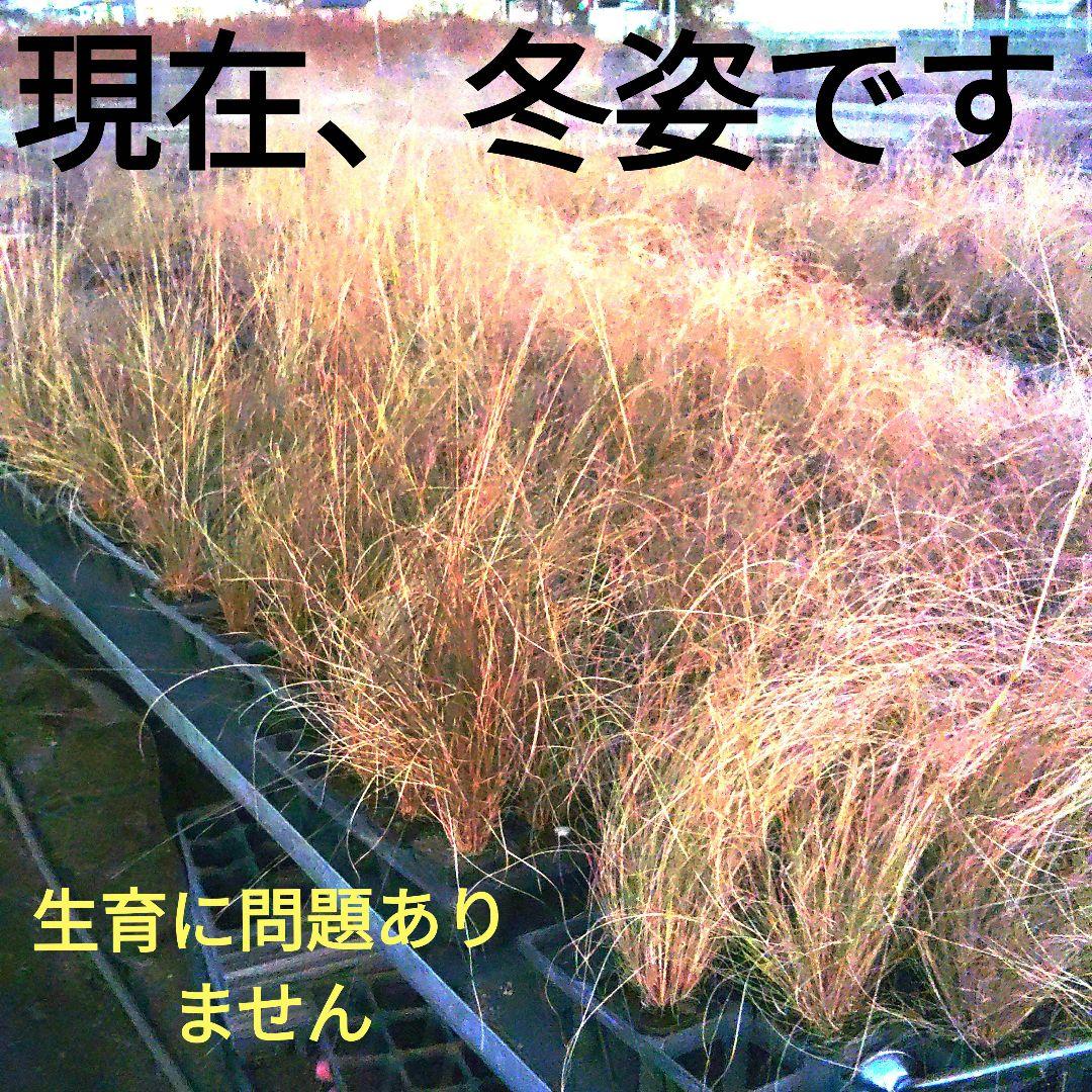 ミューレンベルギア カピラリス 25苗セット　宿根草　グラス苗　ガーデン　バラ苗