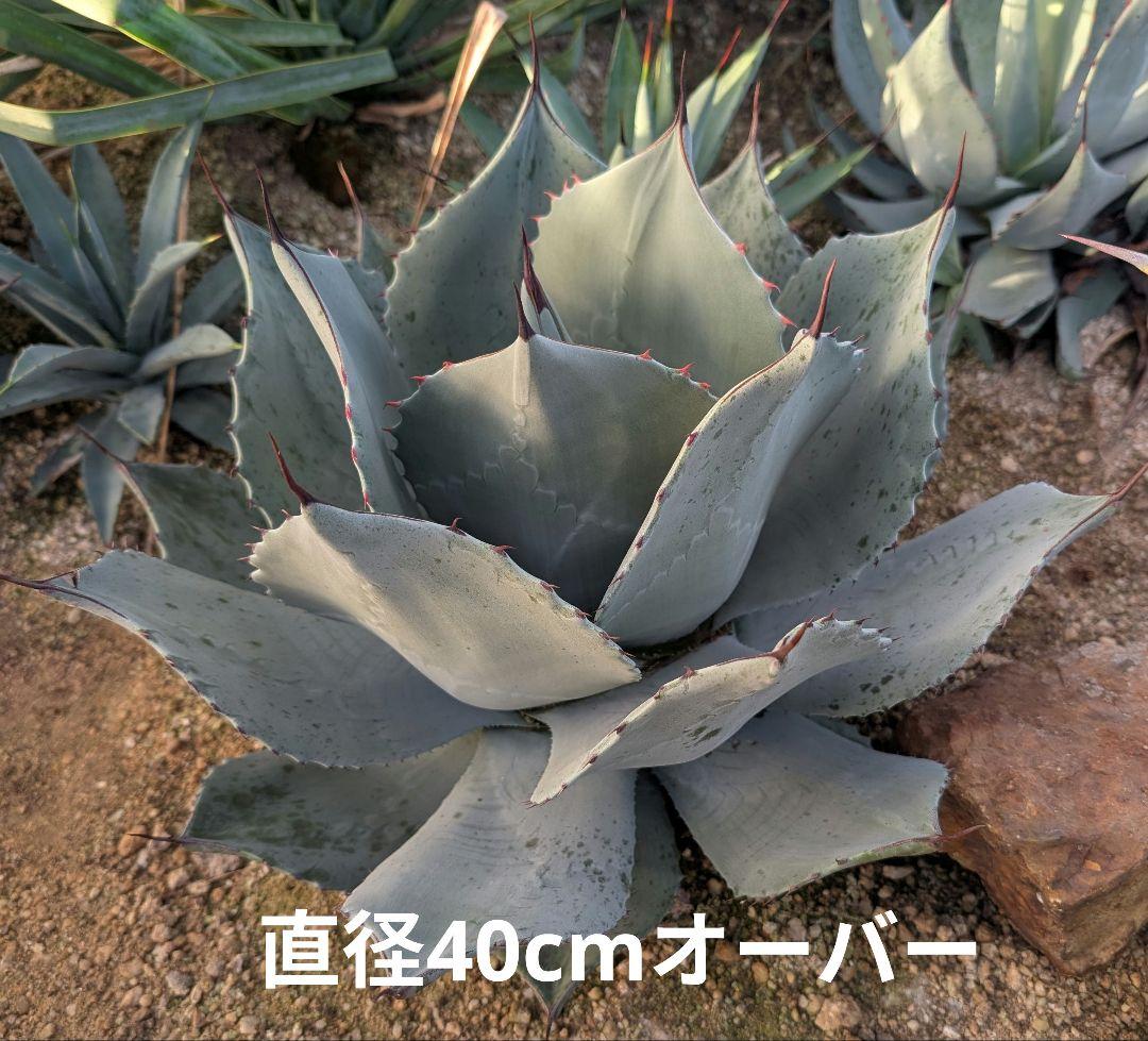 美株 ☆アガベ ☆パリートランカータ 実生株大株 灰青葉×赤棘 コントラスト良好