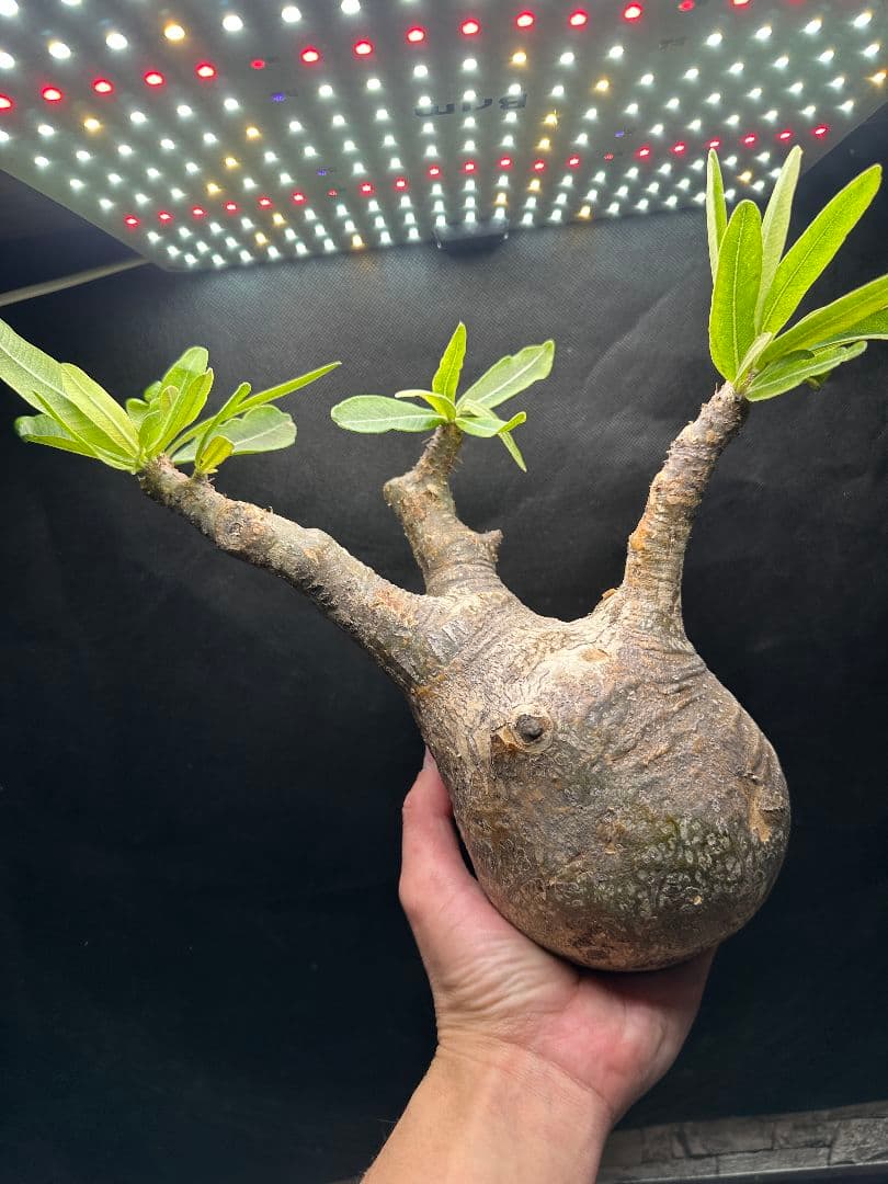 【パキポディウム_グラキリス】グラキリス 現地球 大サイズ 38