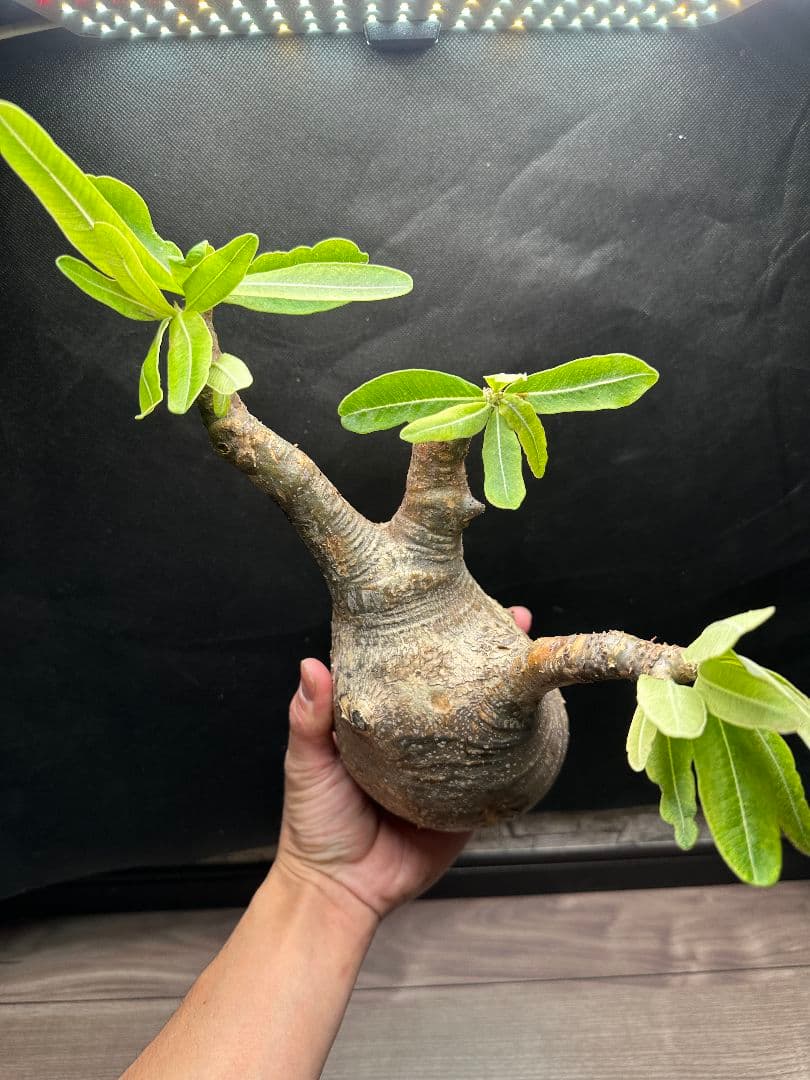 【パキポディウム_グラキリス】グラキリス 現地球 大サイズ 38