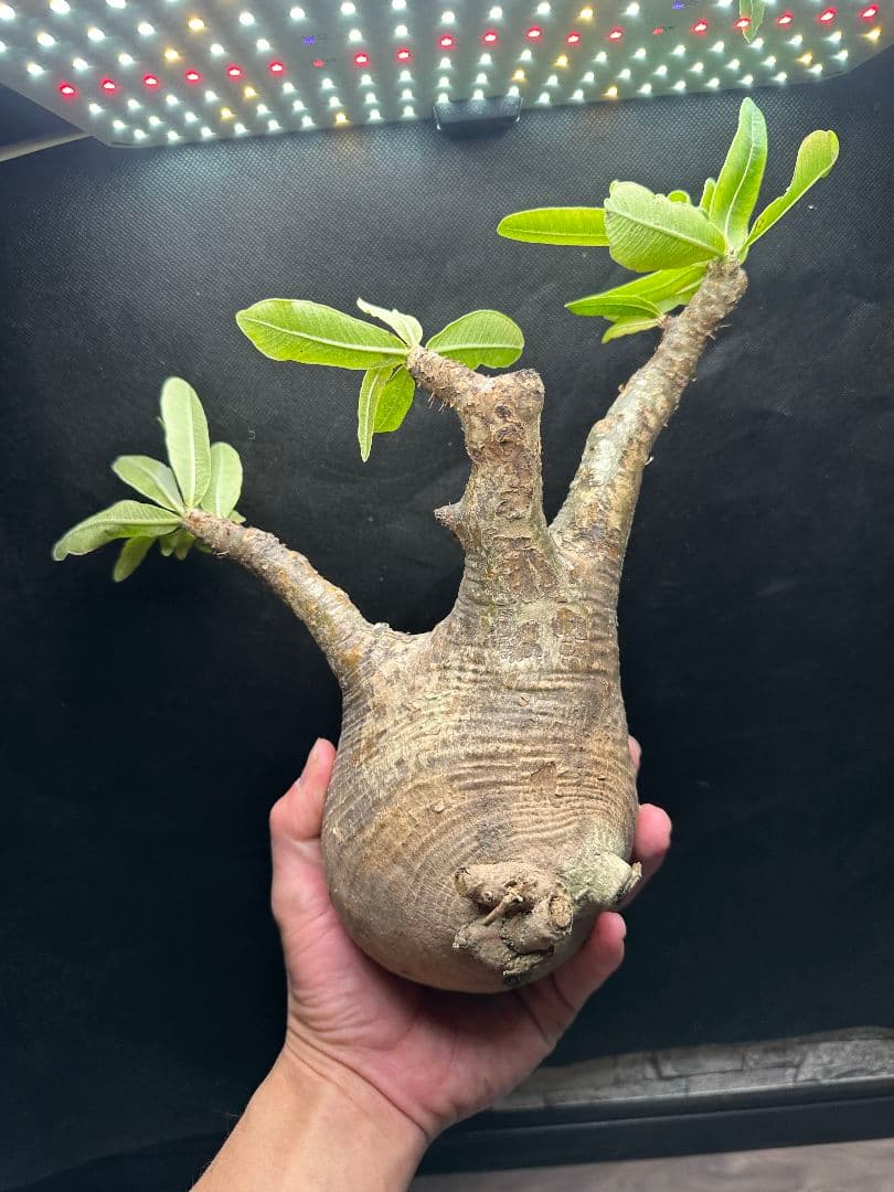 【パキポディウム_グラキリス】グラキリス 現地球 大サイズ 38