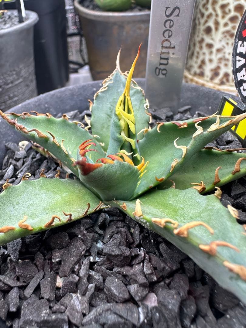 アガベ　ハイブリッド　妖炎×bb