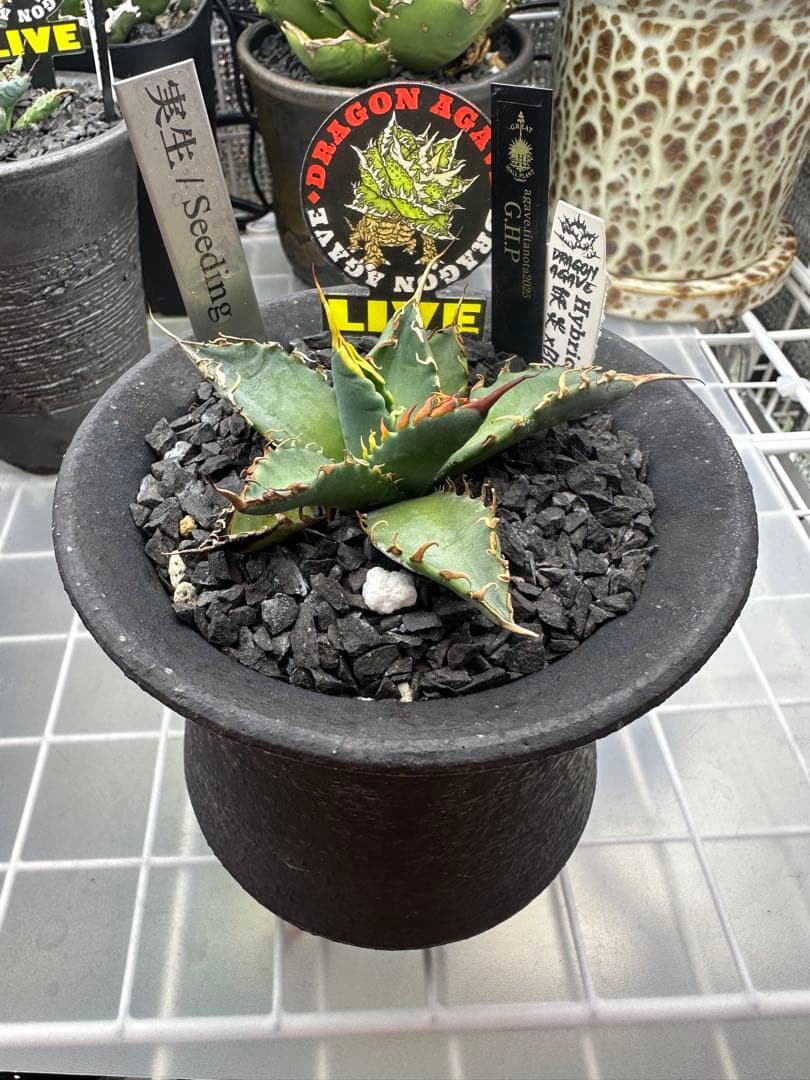 アガベ　ハイブリッド　妖炎×bb