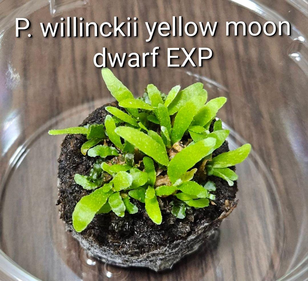 ウィリンキー イエロームーンドワーフ EXP