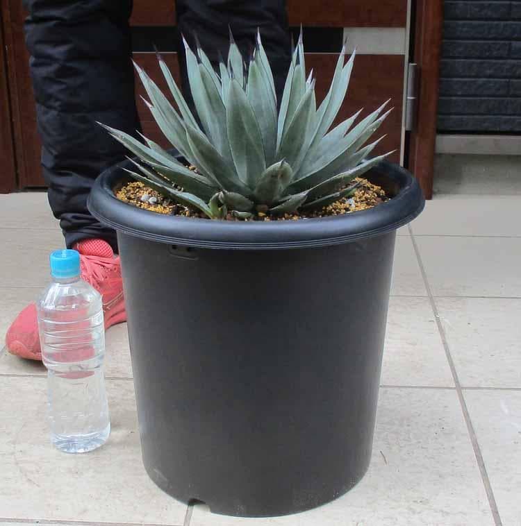 【現品】アガベ・リトルシャーク　ブルーエンペラー　ロイヤルクラウン　10号　AR