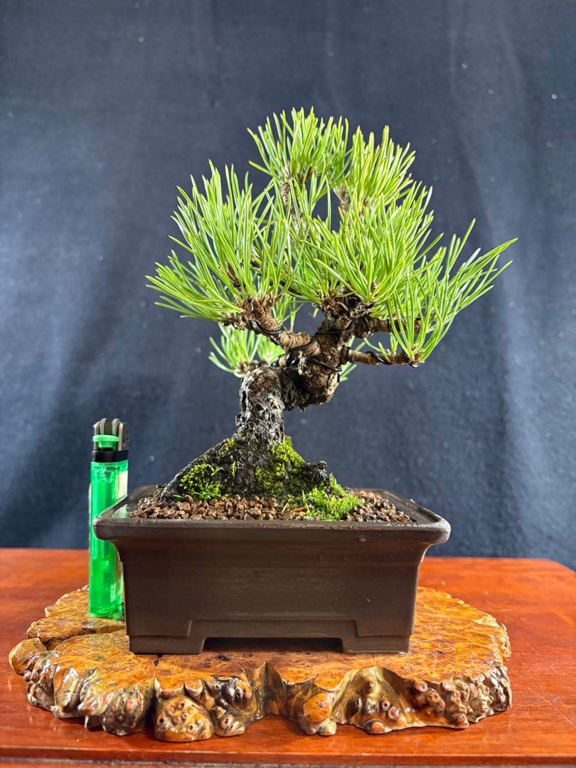 小品盆栽、黒松、模様木、幹太古木 目立った傷や汚れなし