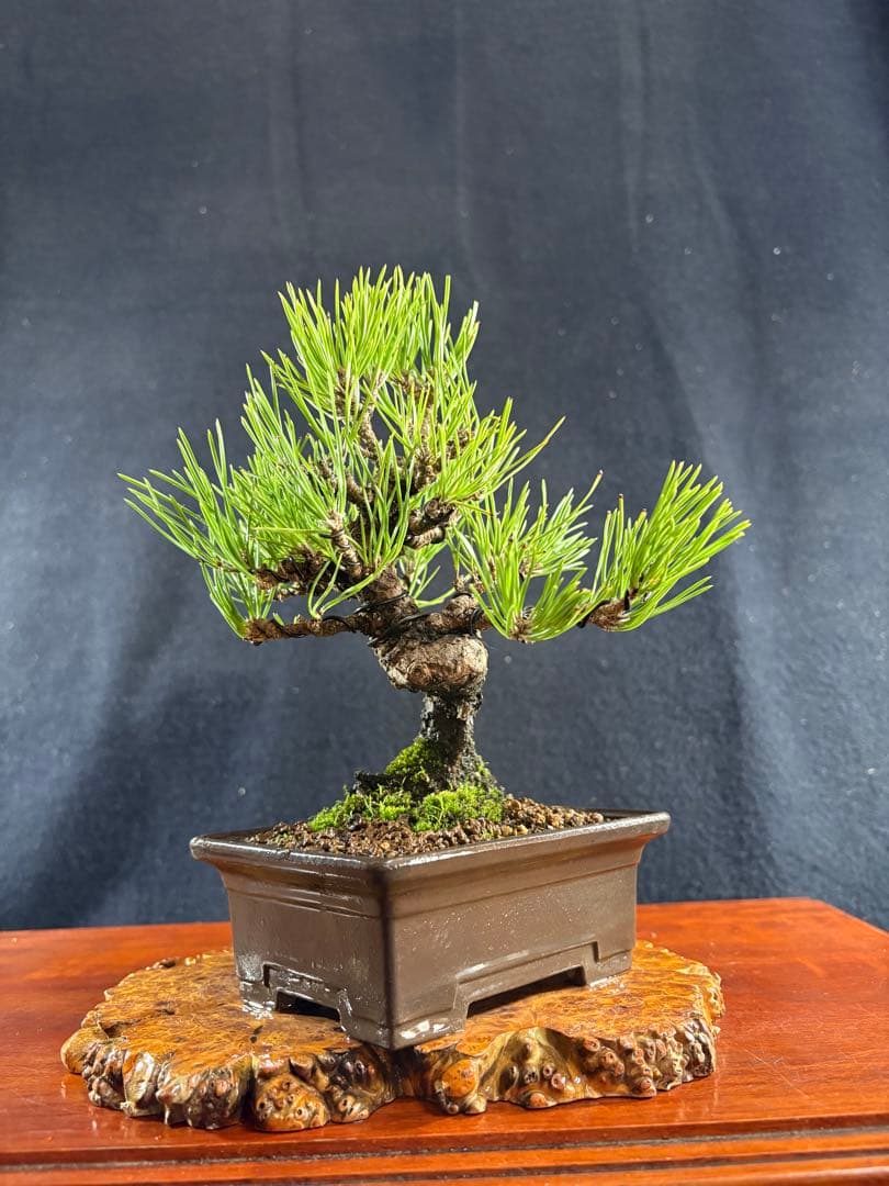 小品盆栽、黒松、模様木、幹太古木 目立った傷や汚れなし