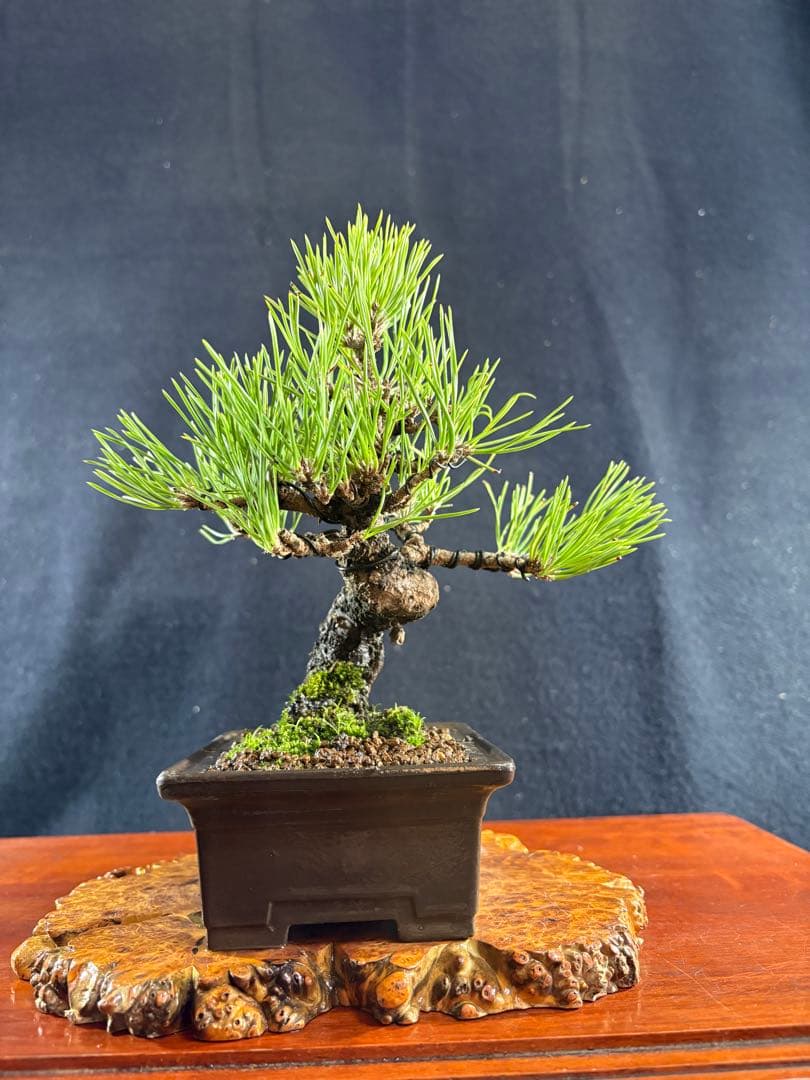 小品盆栽、黒松、模様木、幹太古木 目立った傷や汚れなし