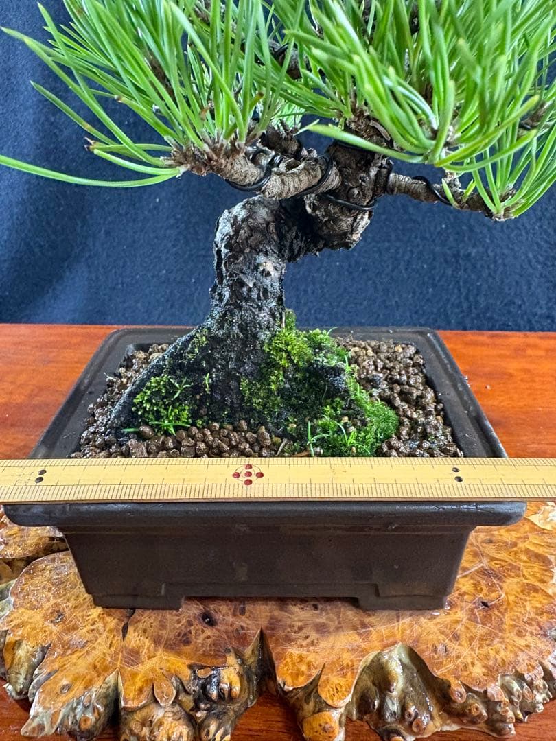 小品盆栽、黒松、模様木、幹太古木 目立った傷や汚れなし