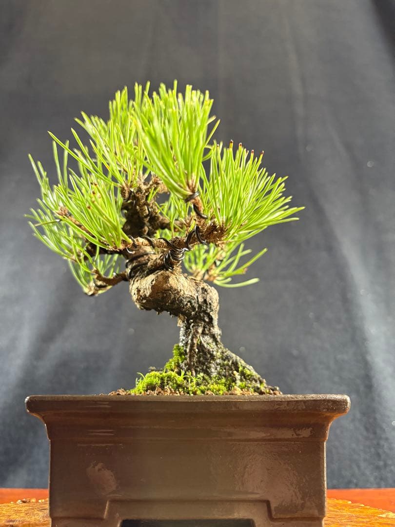 小品盆栽、黒松、模様木、幹太古木 目立った傷や汚れなし