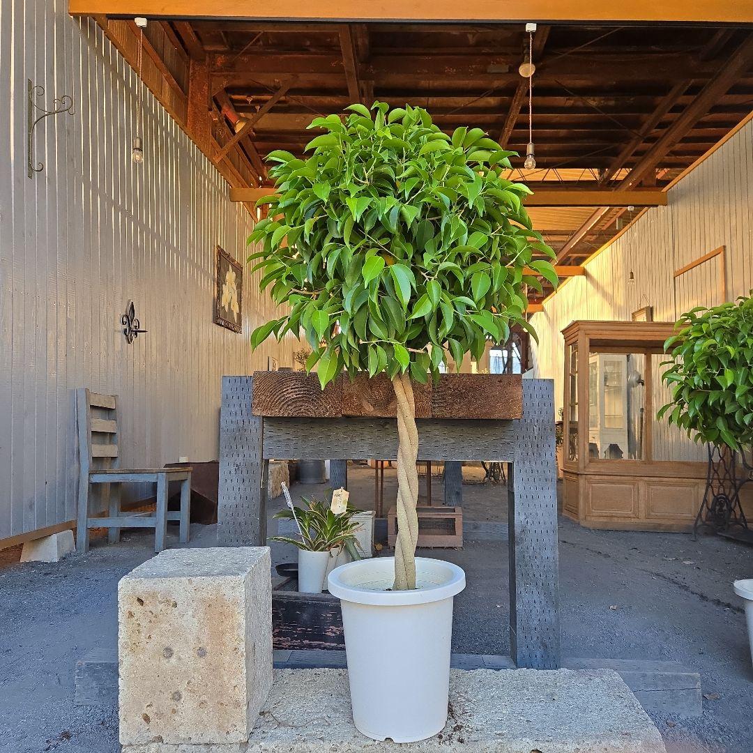 ①　フィカス　ベンジャミン　ネジリ　8号　特大苗木最高等級極上品‼️