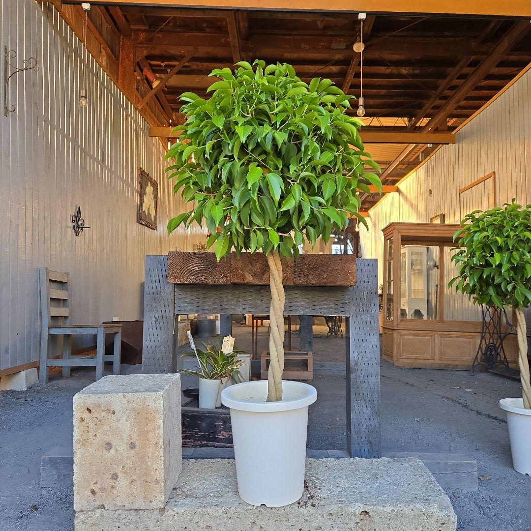 ①　フィカス　ベンジャミン　ネジリ　8号　特大苗木最高等級極上品‼️