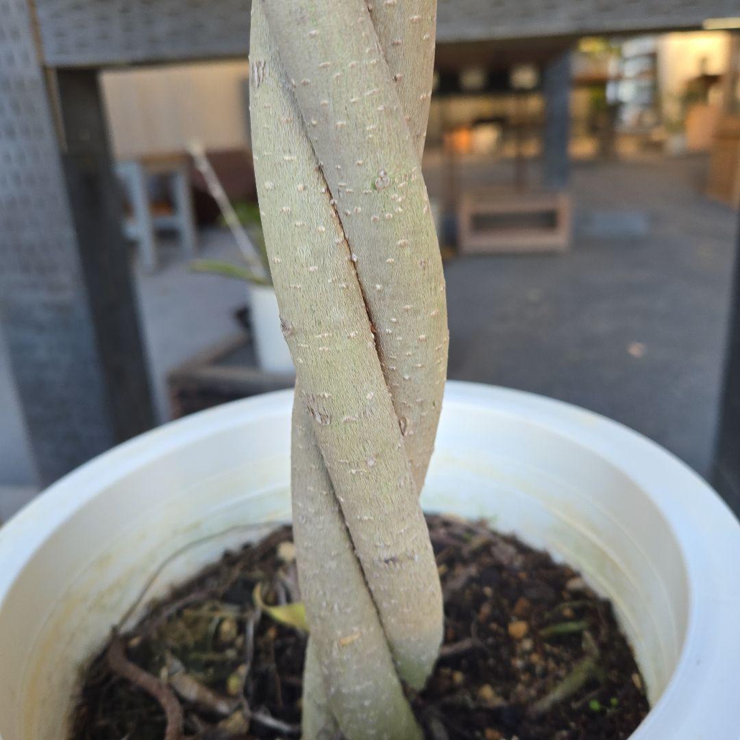 ①　フィカス　ベンジャミン　ネジリ　8号　特大苗木最高等級極上品‼️