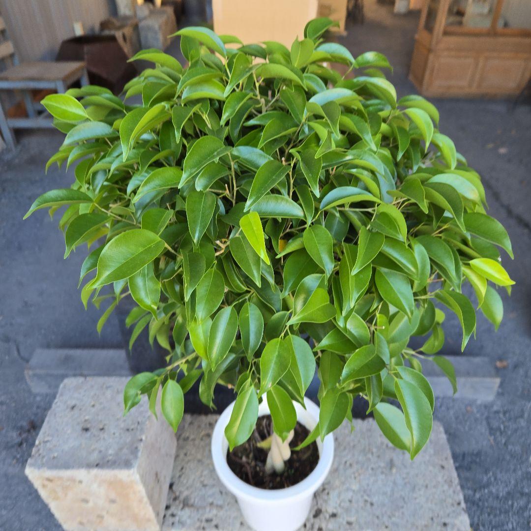 ①　フィカス　ベンジャミン　ネジリ　8号　特大苗木最高等級極上品‼️