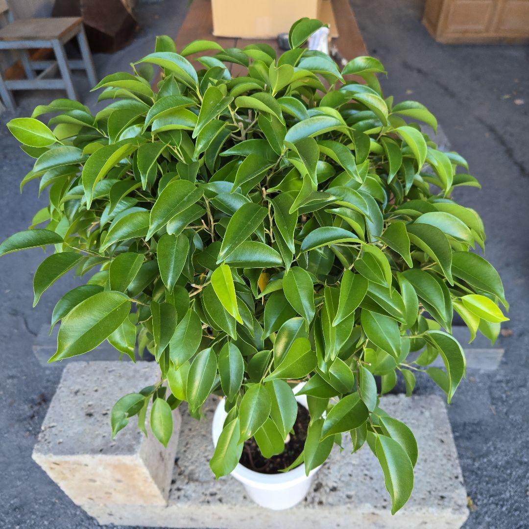 ①　フィカス　ベンジャミン　ネジリ　8号　特大苗木最高等級極上品‼️