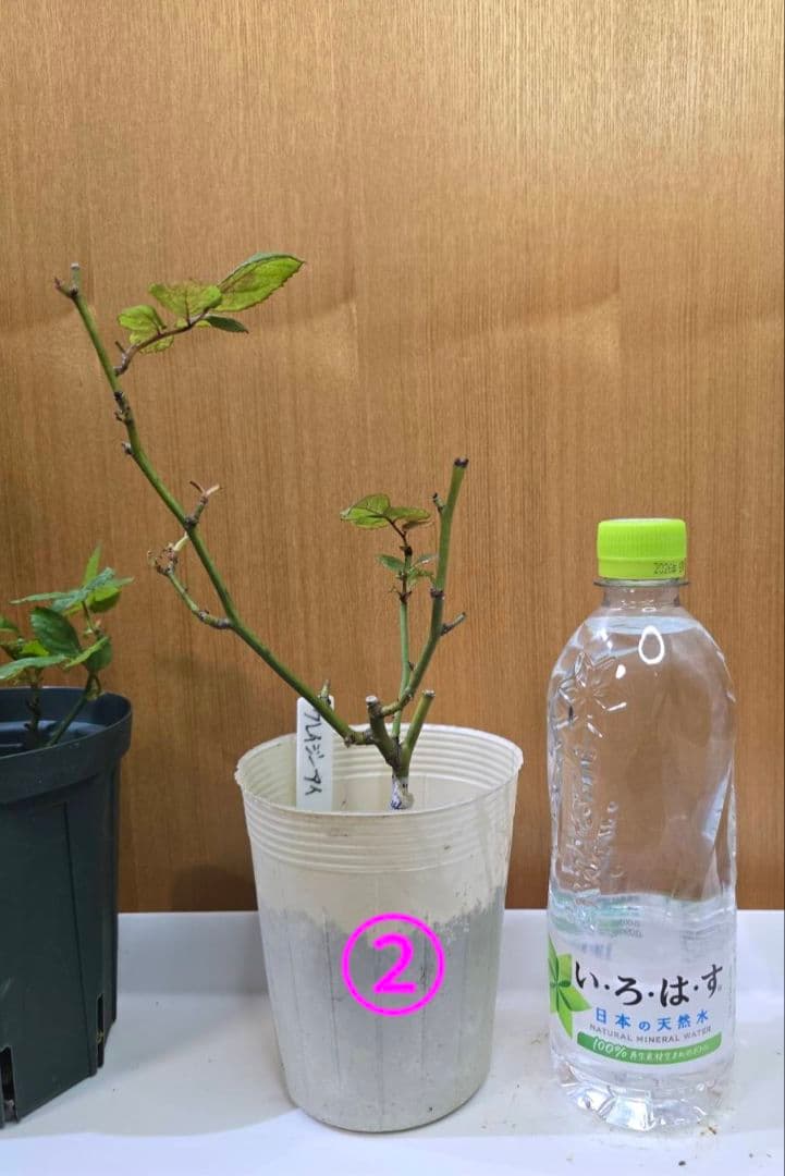 S様✦バラ苗✦ꕥ。.ご確認用ページꕤ‿ꕤ.。