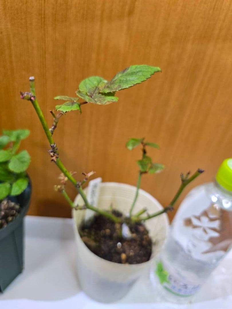 S様✦バラ苗✦ꕥ。.ご確認用ページꕤ‿ꕤ.。